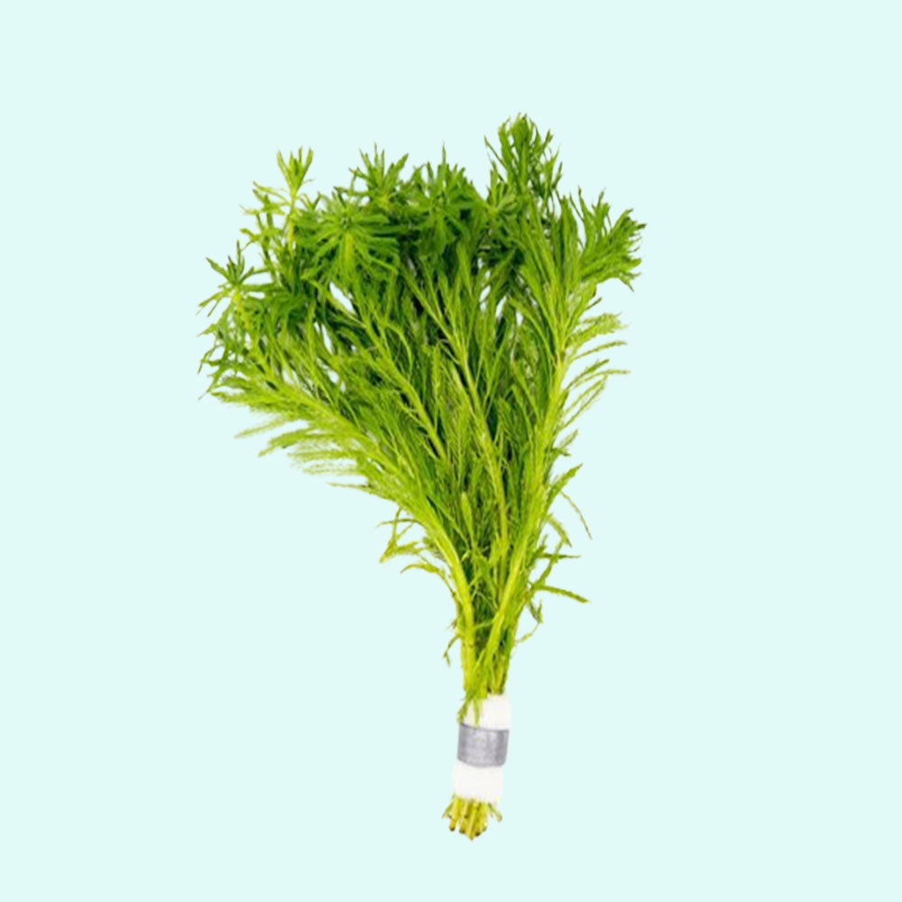 Parrot Feather Plant (Myriophyllum Aquaticum)