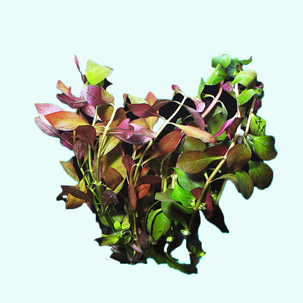 Ludwigia Repens Dark Red