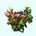 Ludwigia Repens Dark Red