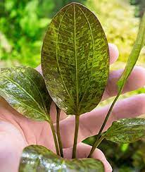 Amazon Sword Echinodorus Ozelot Red