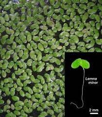 Duckweed (Lemma Minor)