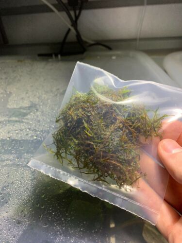 Java Moss 