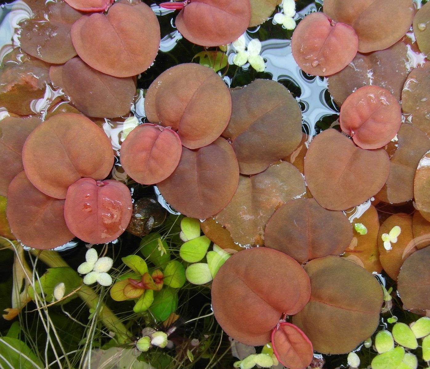 Red Root Floater Phyllanthus Fluitans