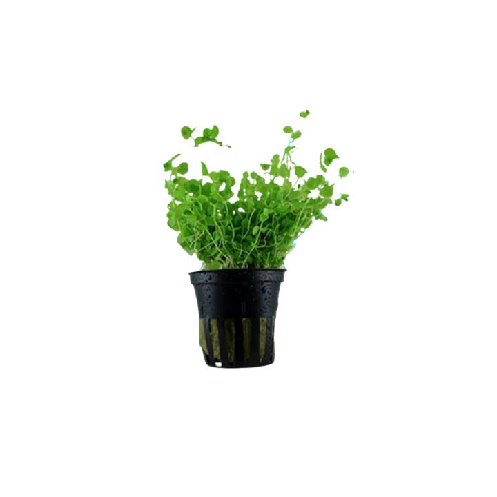 Aquarium Foreground Plant Bundle – 3 Pots for Beginners