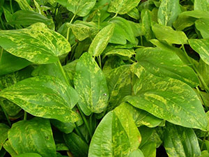 Marble Queen Sword (Echinodorus Cordifolius)