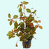 Ludwigia Repens Dark Red