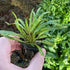 Cryptocoryne Crypt Balansae