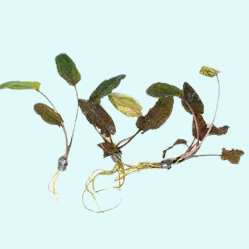 Cryptocoryne Wendtii Brown Bare Root