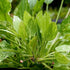 Marble Queen Sword (Echinodorus Cordifolius)