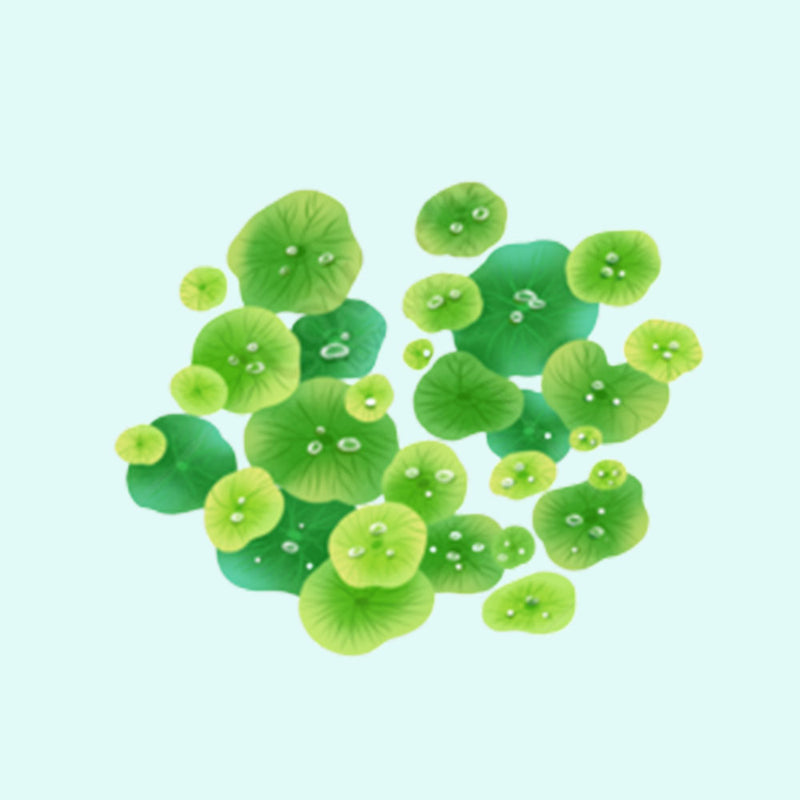 Duckweed (Lemma Minor)