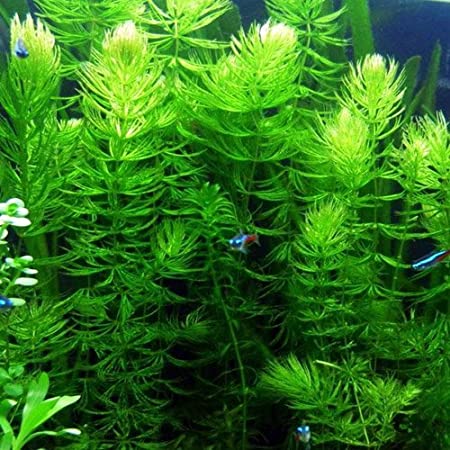 6 Hornwort Coontail Bunches