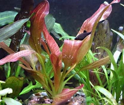 Amazon Sword Echinodorus "Indian Red"