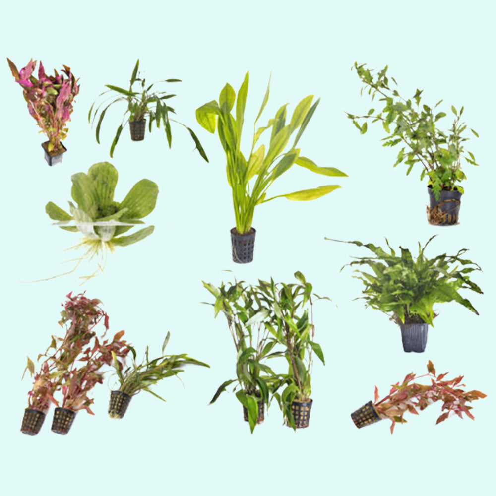 Beginner Live Aquarium Plants Bundle