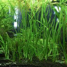 Jungle Vallisneria Americana