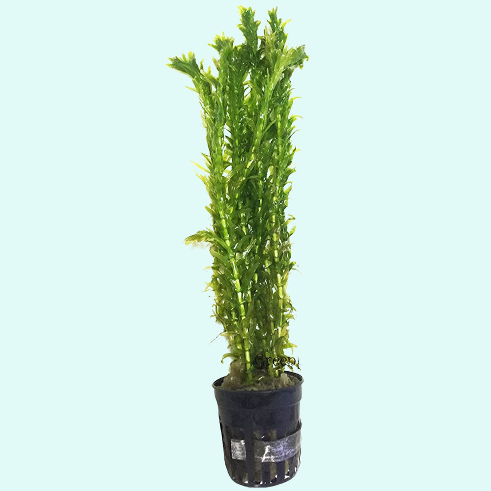 Anacharis Egeria Densa Bunch