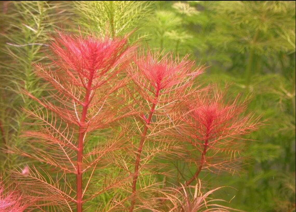 Red-leaf Myriophyllum Heterophyllum in a sunny meadow