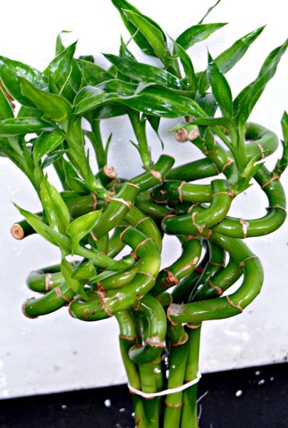 Lucky Bamboo Plant (Dracaena Sanderiana)