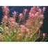 Rotala Indica Rotundifolia