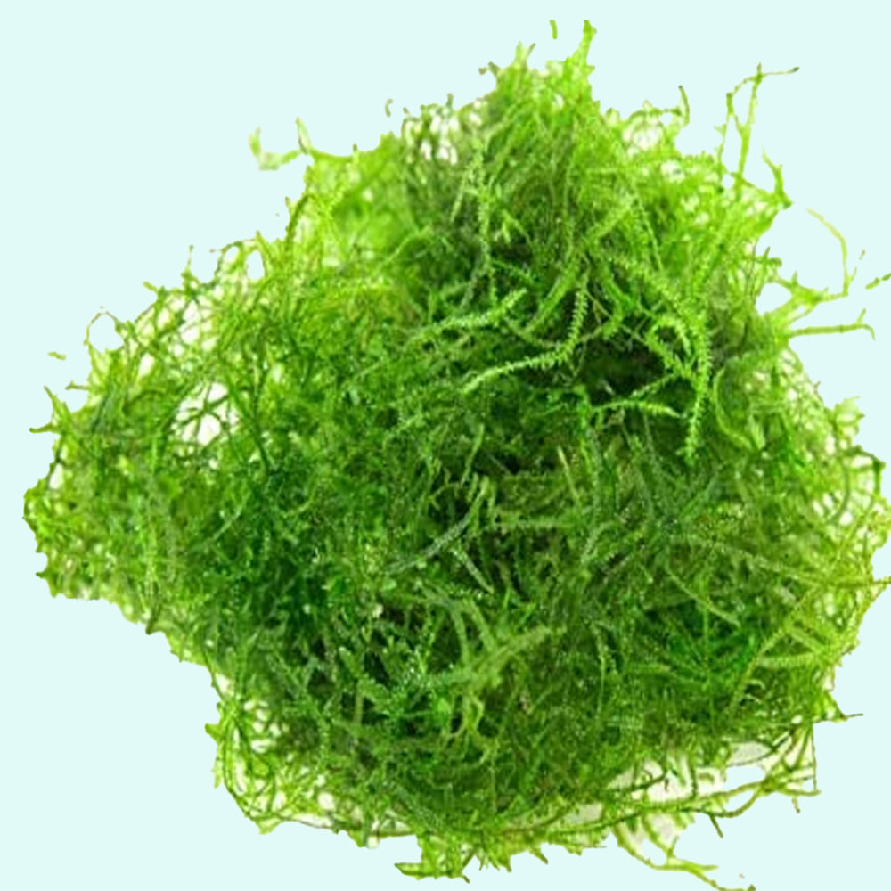 Java Moss 