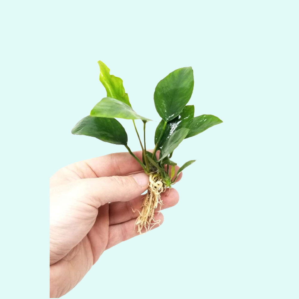 Anubias Nangi Bare Root