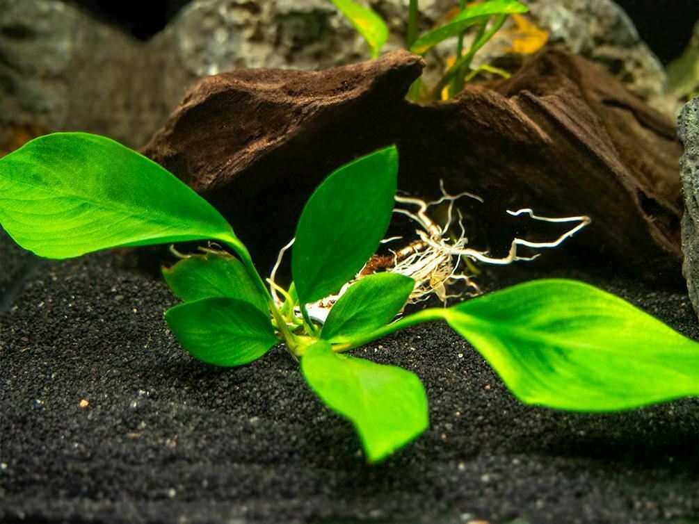 Anubias Nancon Bare Root