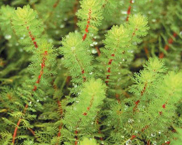 Red Parrot Feather (Myriophillum Brasillensis)