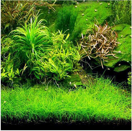 5 Dwarf Hairgrass Clump Eleocharis Parvula