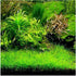 Dwarf Hairgrass Eleocharis Acicularis 'Mini'