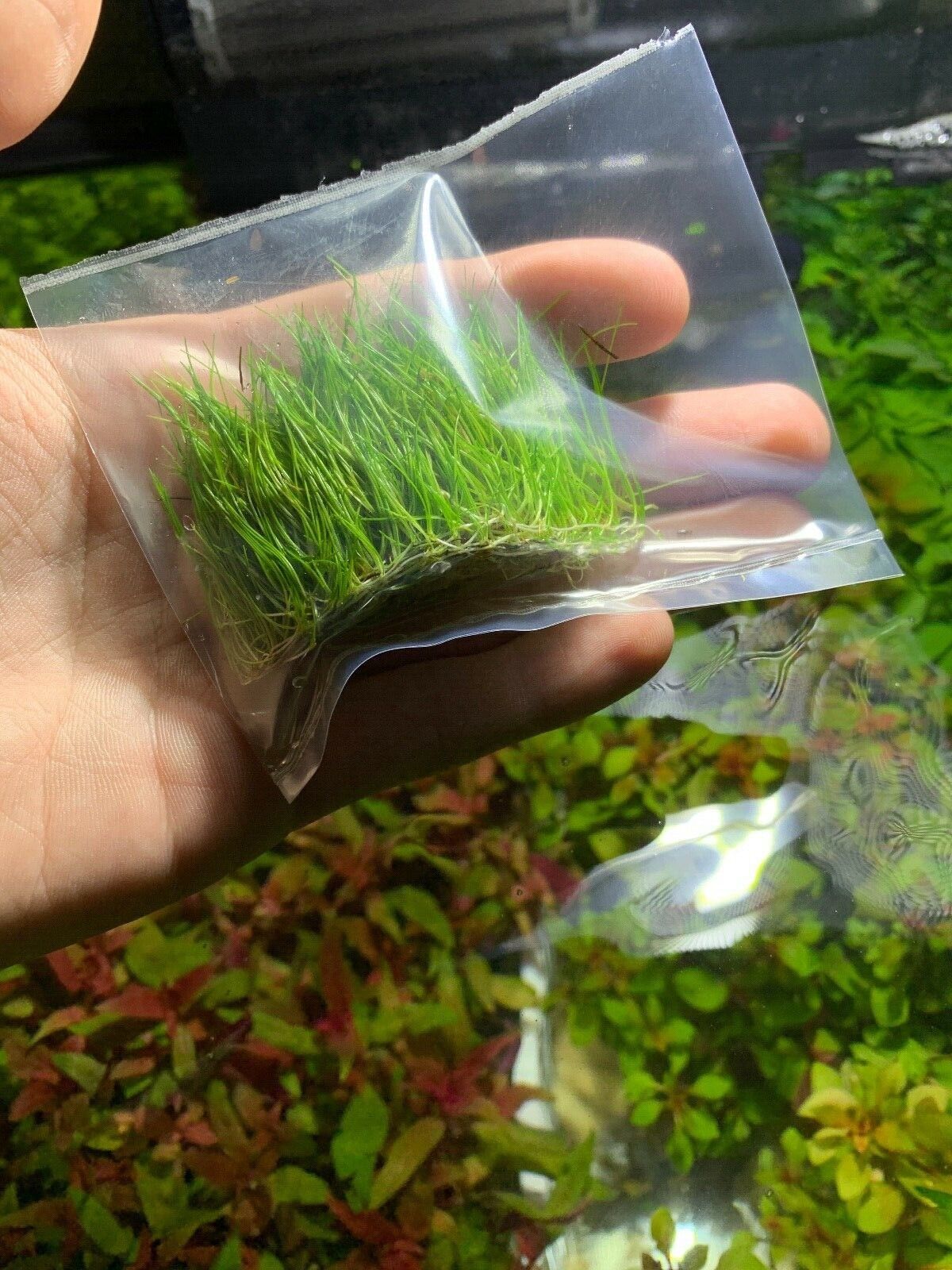 5 Dwarf Hairgrass Clump Eleocharis Parvula