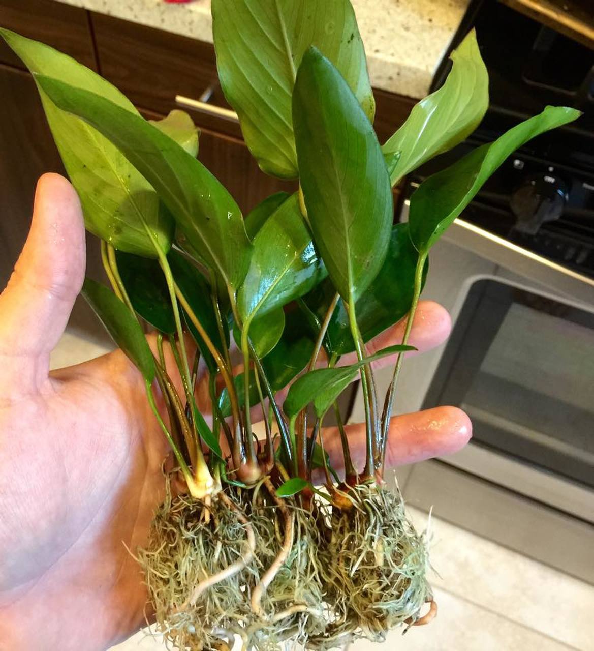 Anubias Hastifolia Bare Root