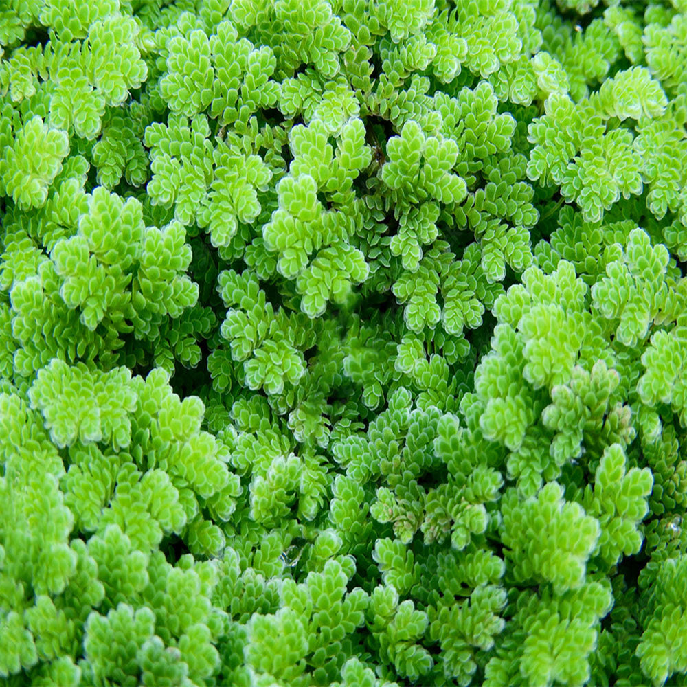 Azolla Filiculoides 