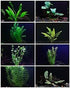 Live Aquarium Plants Essential Bundle - 4 Plants