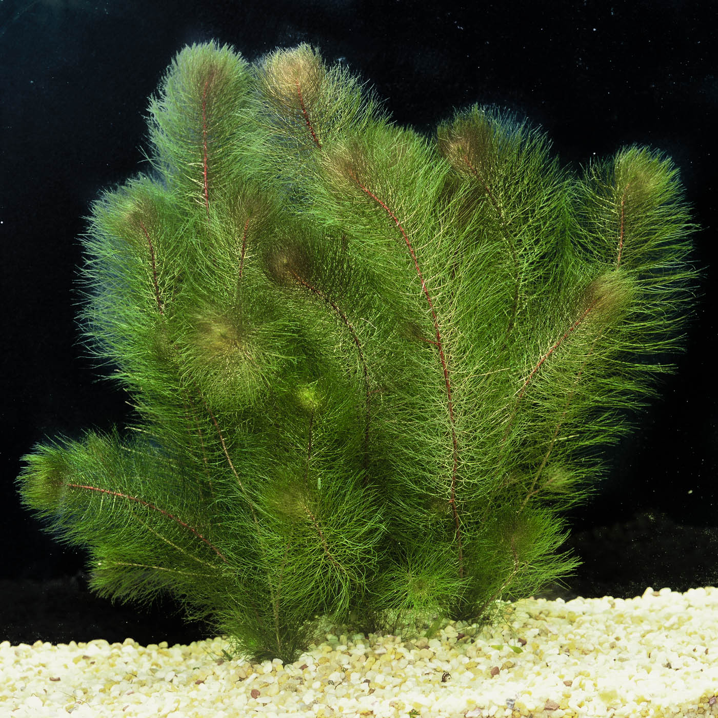 Myriophyllum Heterophyllum Myrio Red