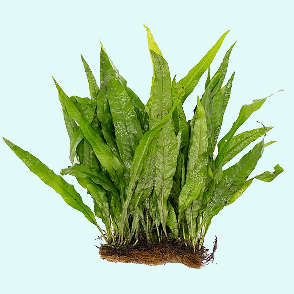 Java Fern Microsorum Pteropus Bare Root