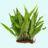 Java Fern Microsorum