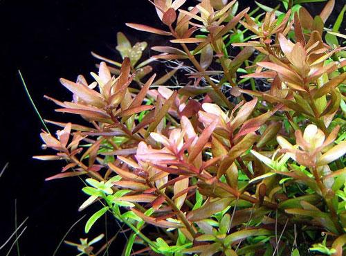 Rotala Indica Rotundifolia