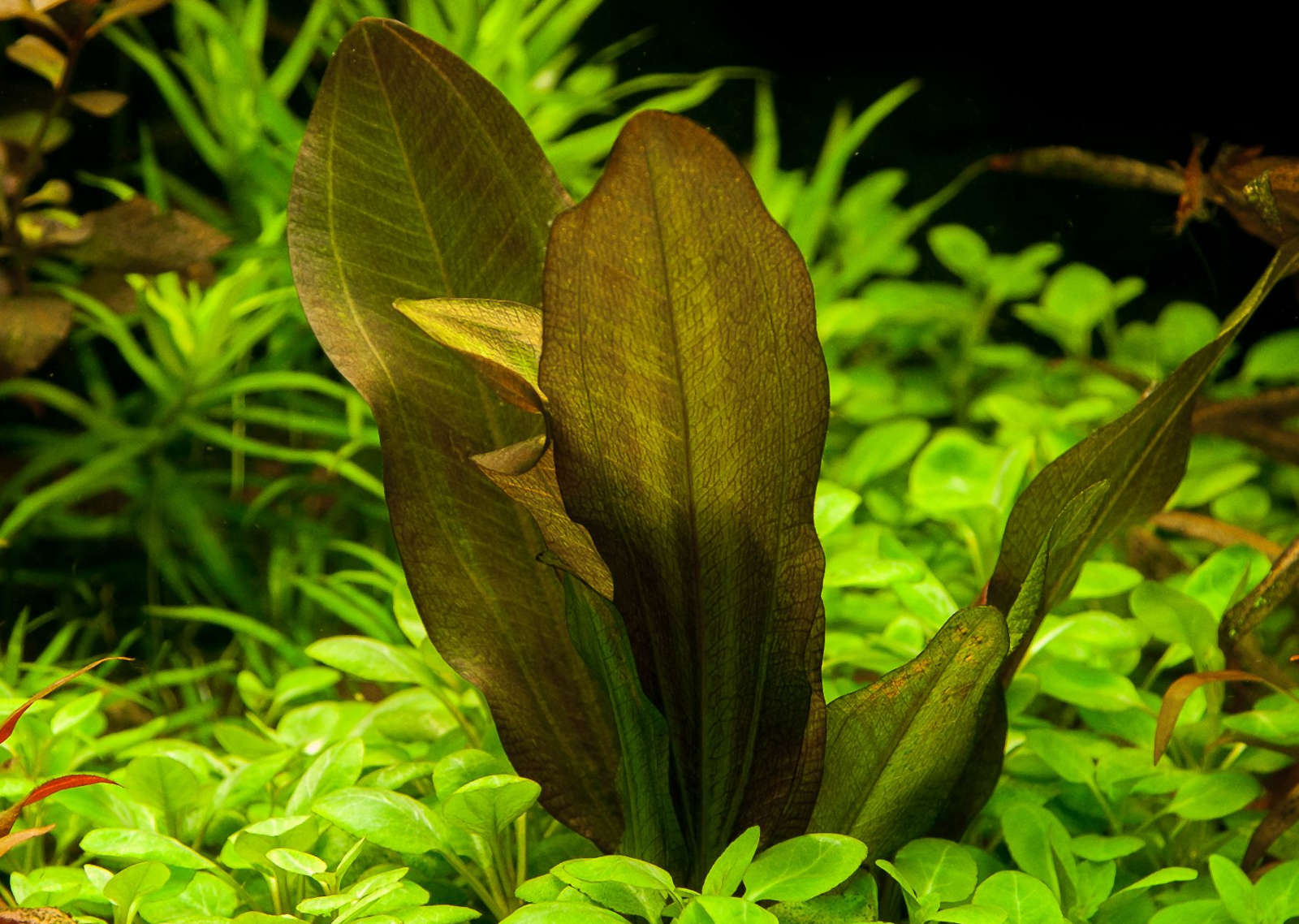 Amazon Sword Echinodorus Kleiner Bar