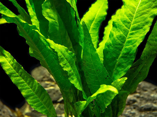 Java Fern Microsorum Pteropus Bare Root