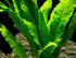 Java Fern Microsorum Pteropus Bare Root