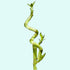 Lucky Bamboo Plant (Dracaena Sanderiana)