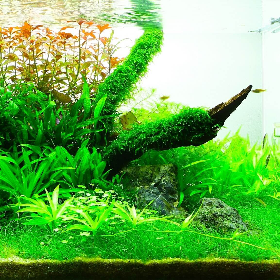 An established aquarium featuring Weeping Moss Vesicularia Ferriei and aquatic life