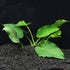 Anubias Barteri Bare Root