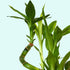 Lucky Bamboo Plant (Dracaena Sanderiana)