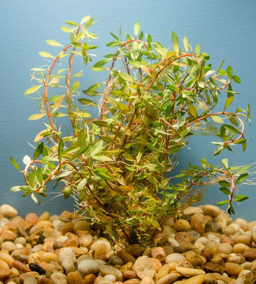 Needle Leaf Ludwigia (Arcuata)