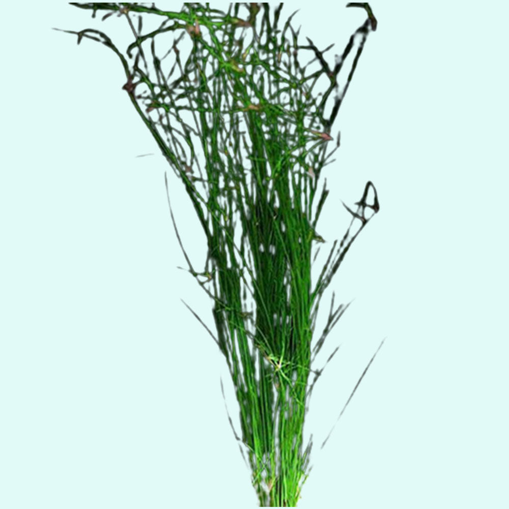 Hairgrass (Eleocharis Vivipara)