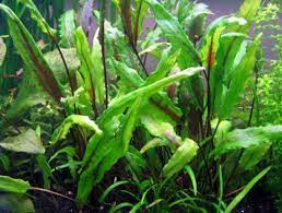 Cryptocoryne Crypt Lutea