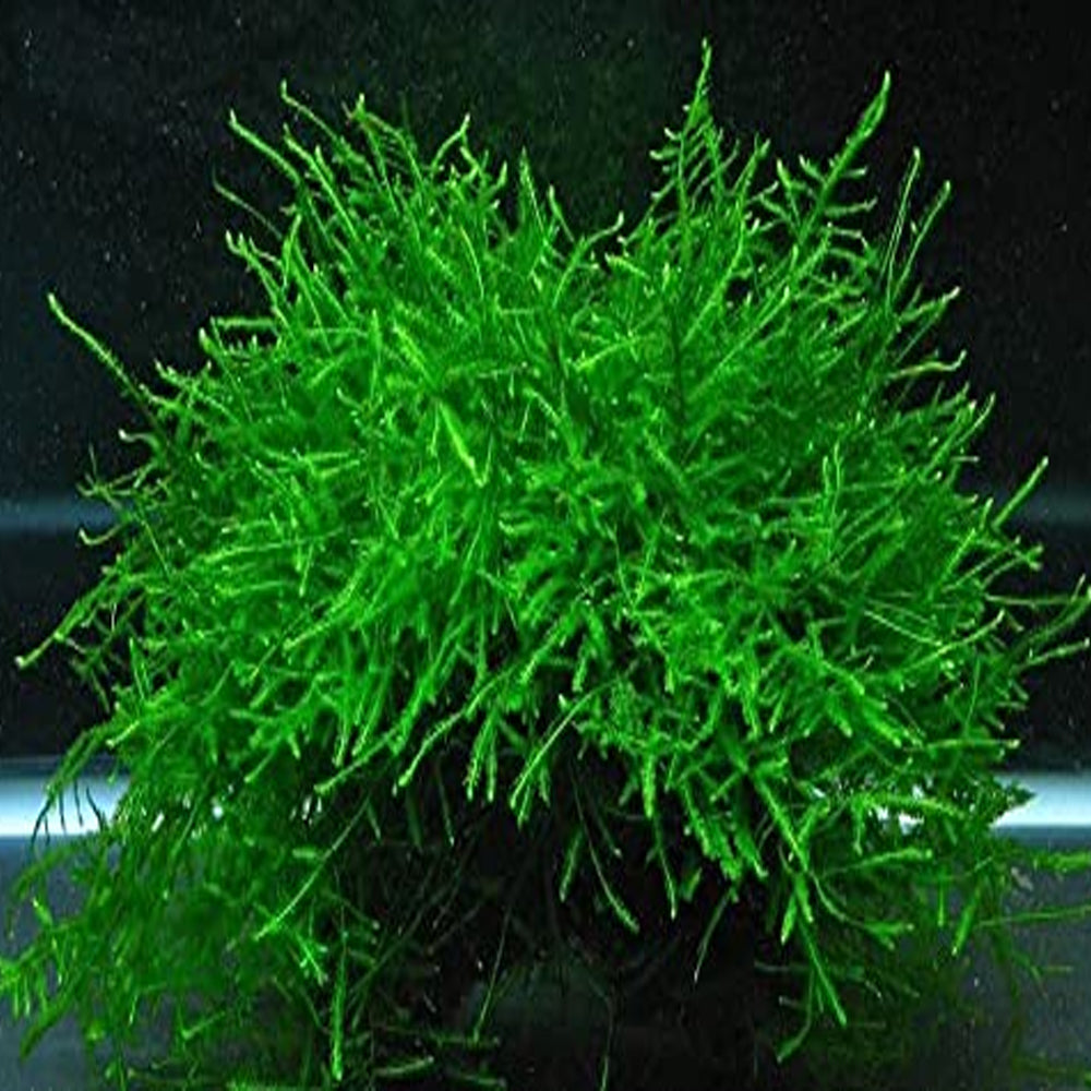 Java Moss 