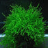 Java Moss "Taxiphyllum Barbieri"