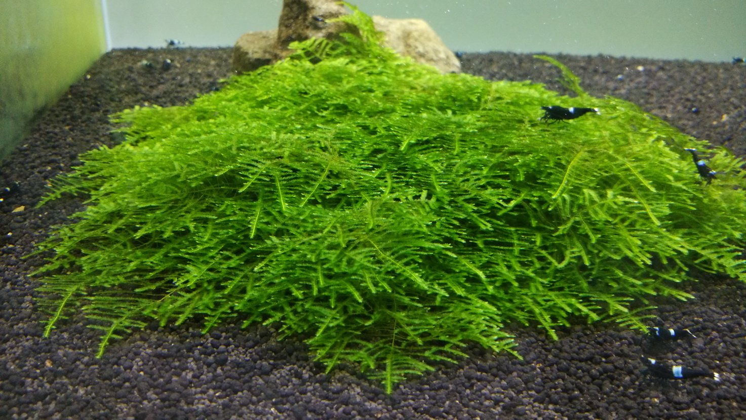 Flame Moss (Taxiphyllum 'Flame')