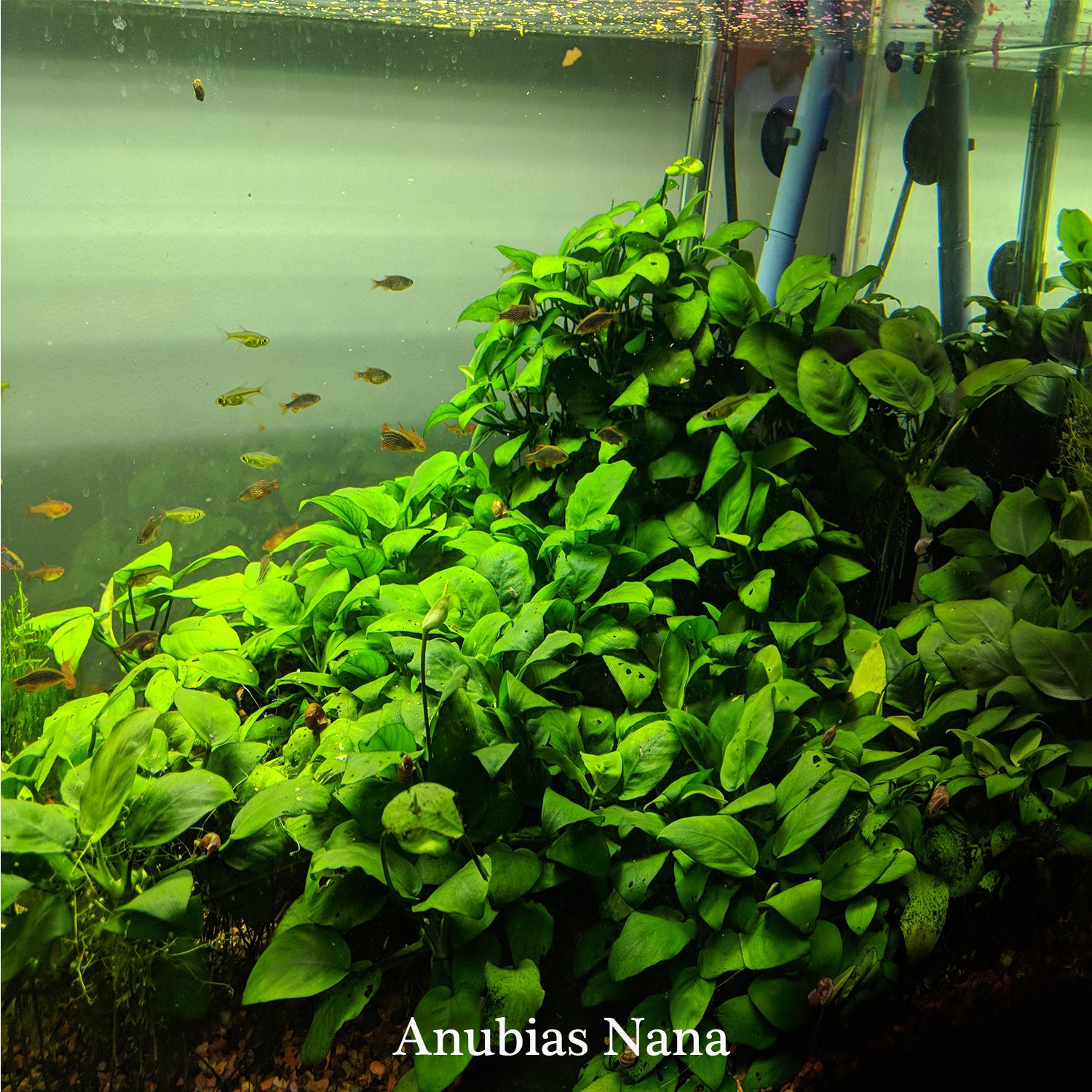 Anubias Barteri (Nana Petite)